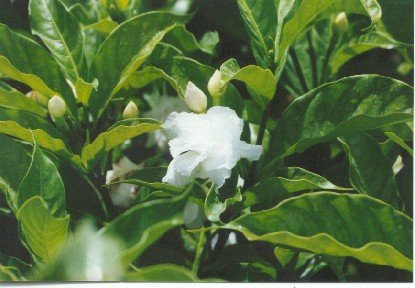 Tabermontana divartica Crape Jasmine.jpg